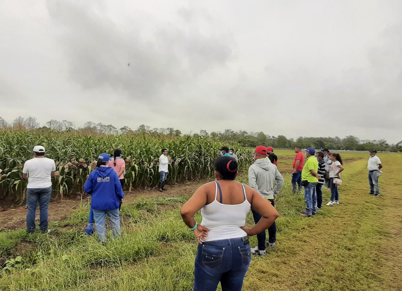 INVESTIGACIÓN, REDES Y MENTORÍA PARA AGRICULTORES DEL CAUCA Y LOS MONTES DE MARÍA 